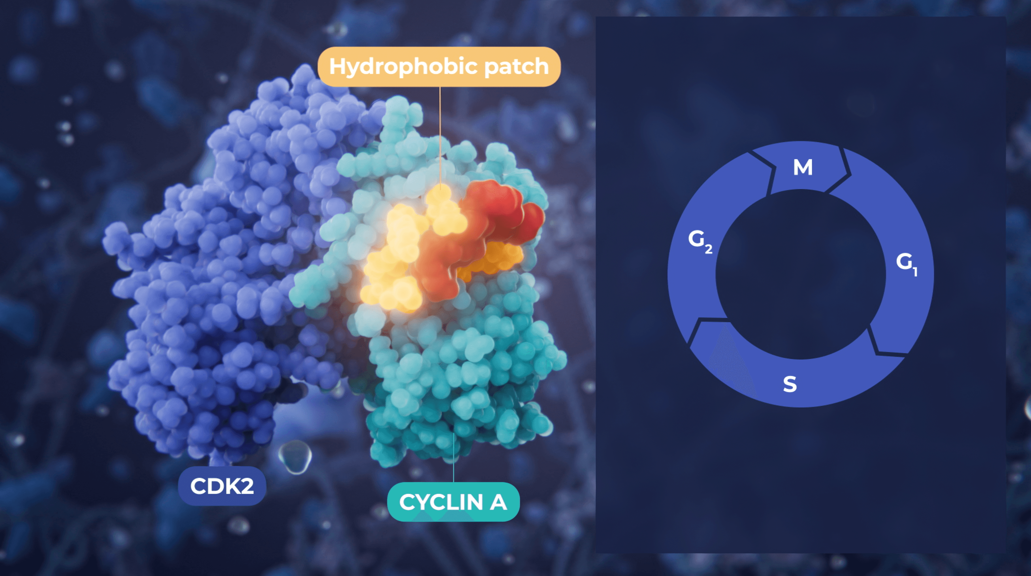CID-078 binding to the hydrophobic patch of Cyclin A–CDK2 and Cyclin B–CDK1 complexes