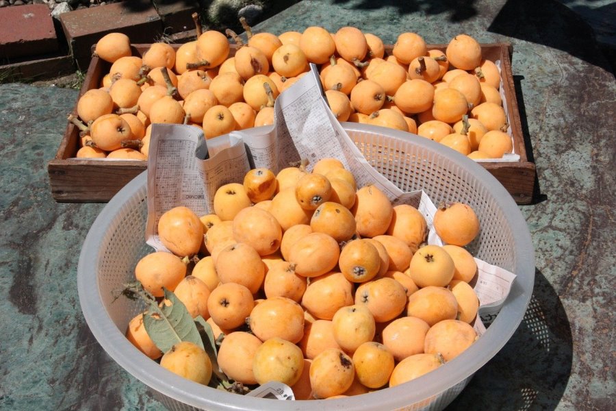 Raccolta di nespole