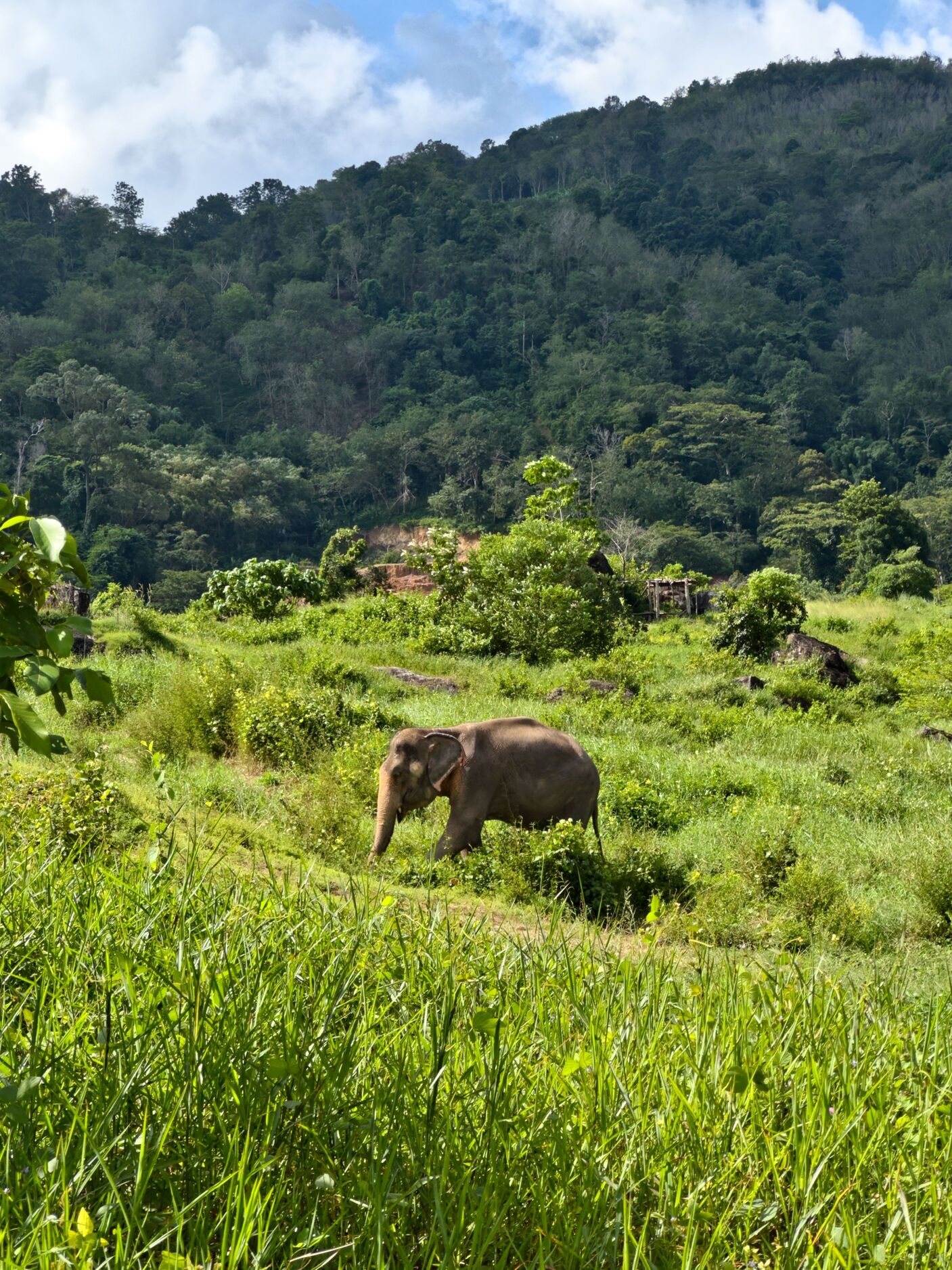 Northern Jungle & Elephant Sanctuary