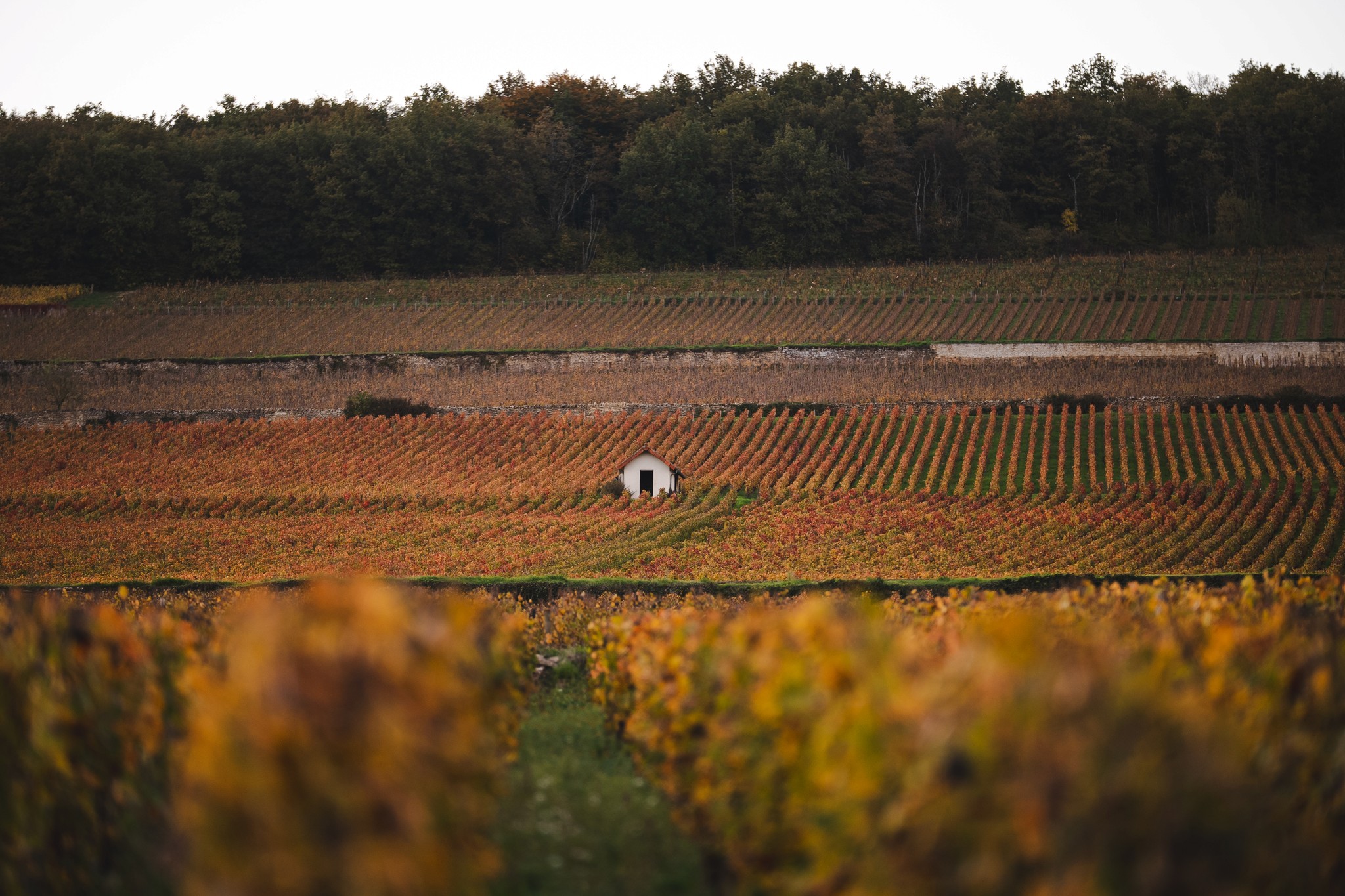 vigne-automne