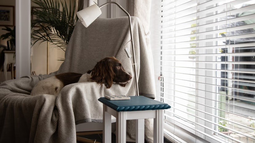 A Springer Spaniel sits curled up on a draped armchair, gazing out through slatted window blinds in a cosy home interior.