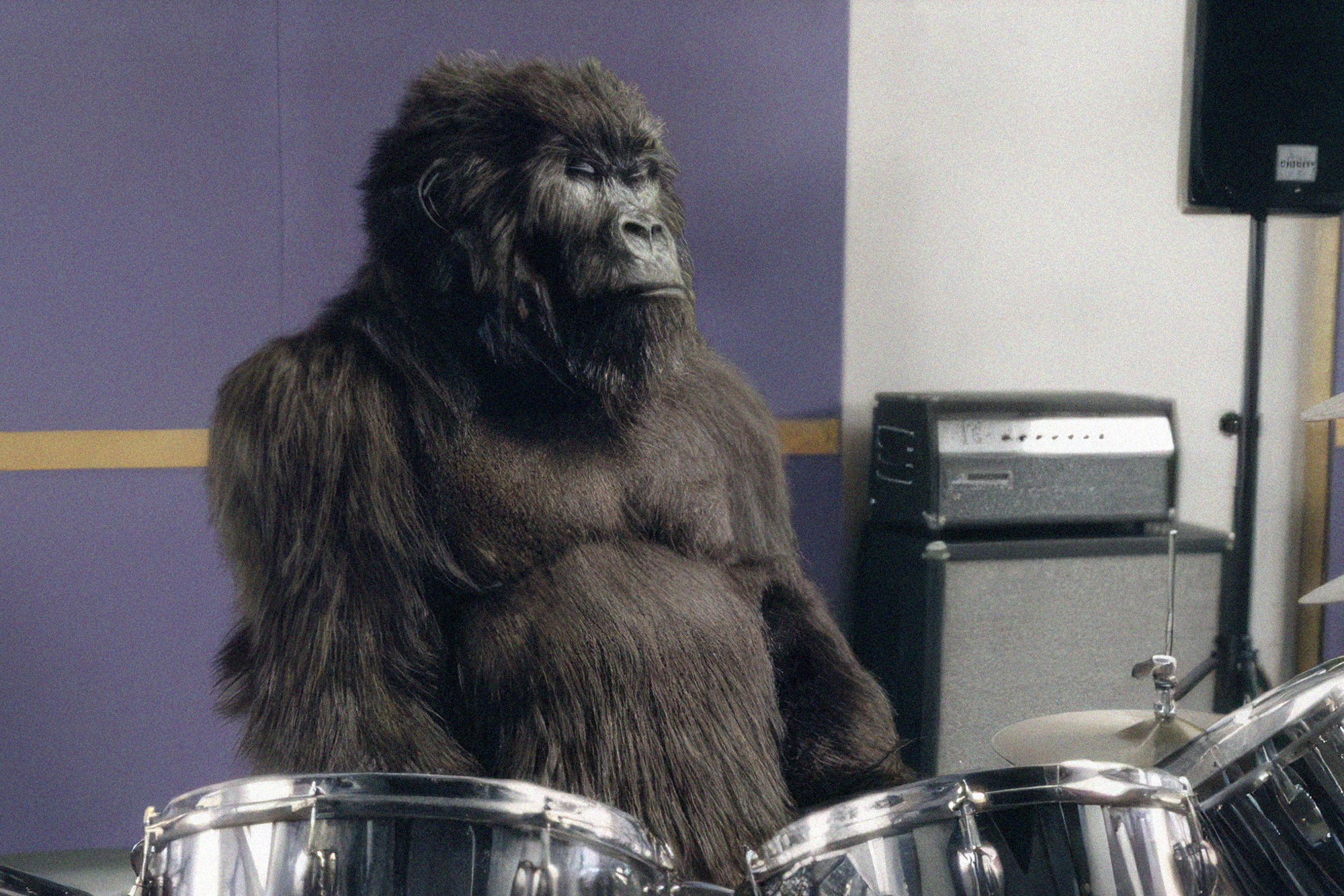 Gorilla drummer from Cadbury’s famous Dairy Milk advertising campaign