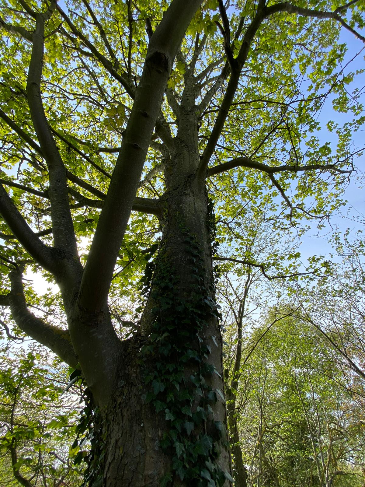 round brown wooden table near window