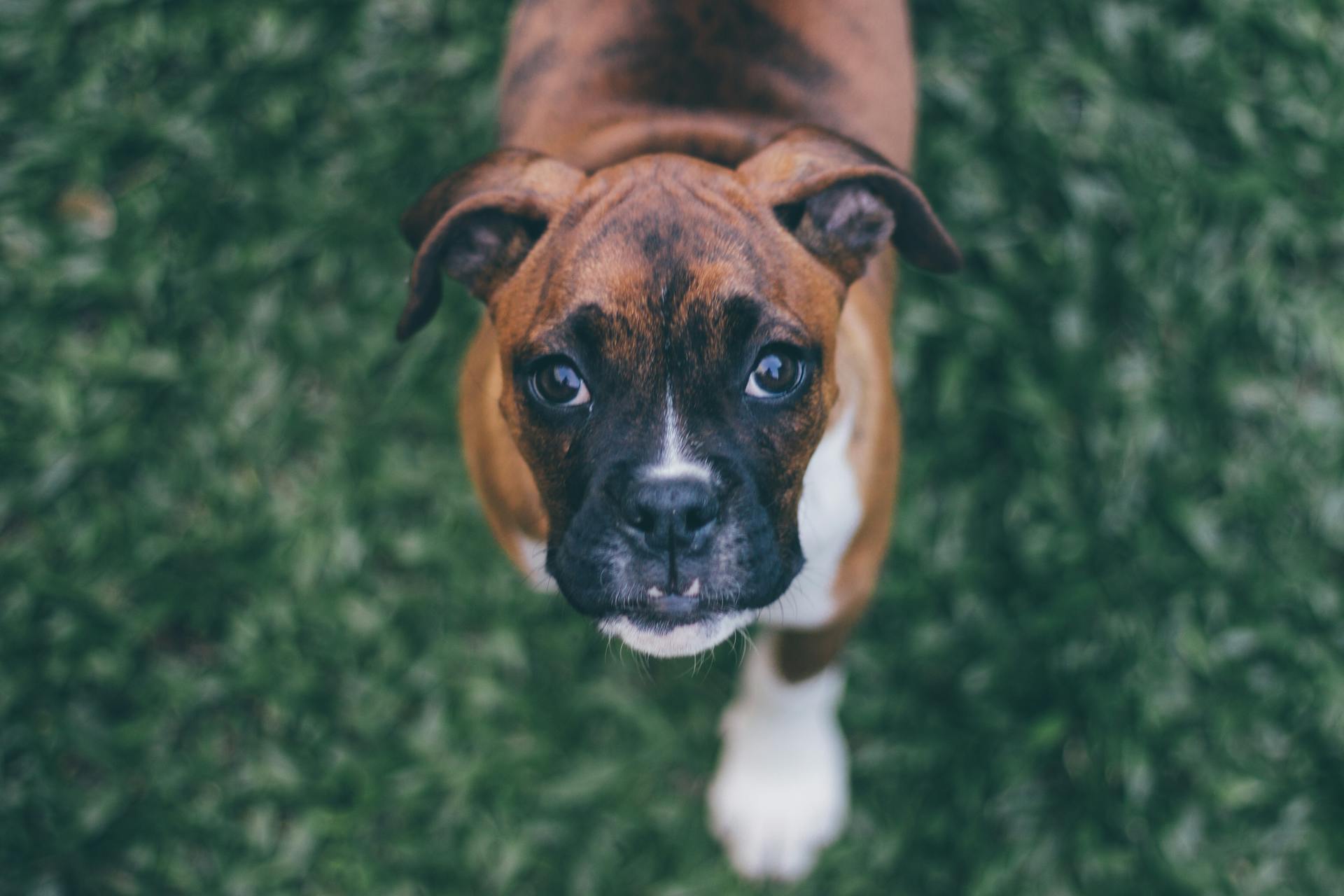 A dog is looking up while walking along the green grass.
