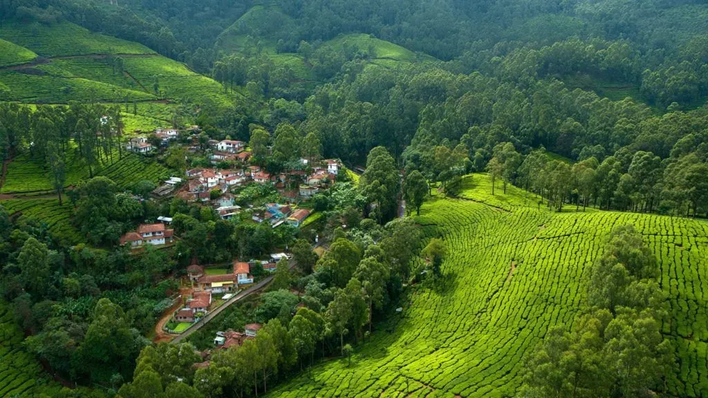 Nilgiri Hills TamilnaduTea Plantations.webp