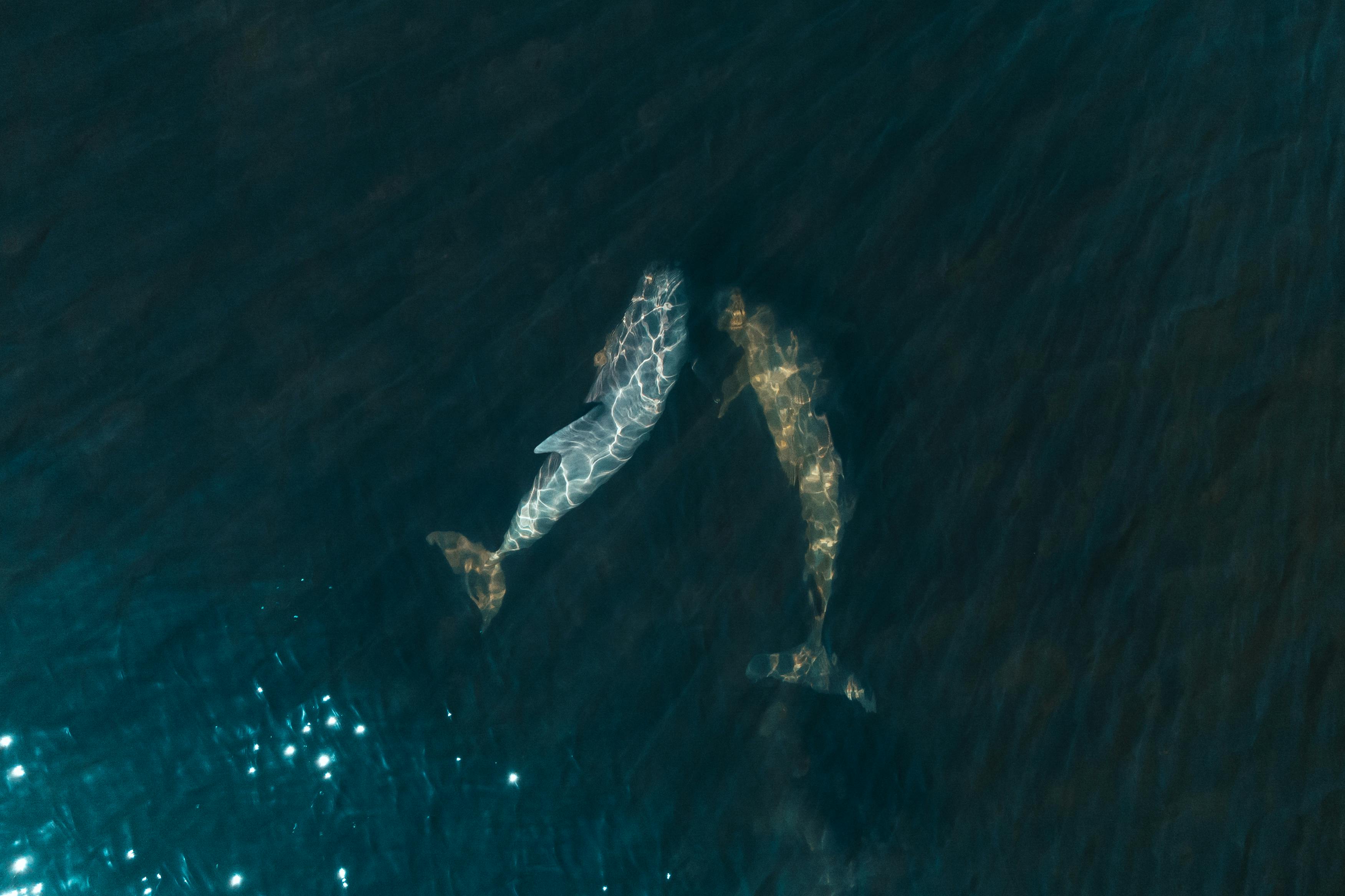 manatees floating at stumo pass inlet