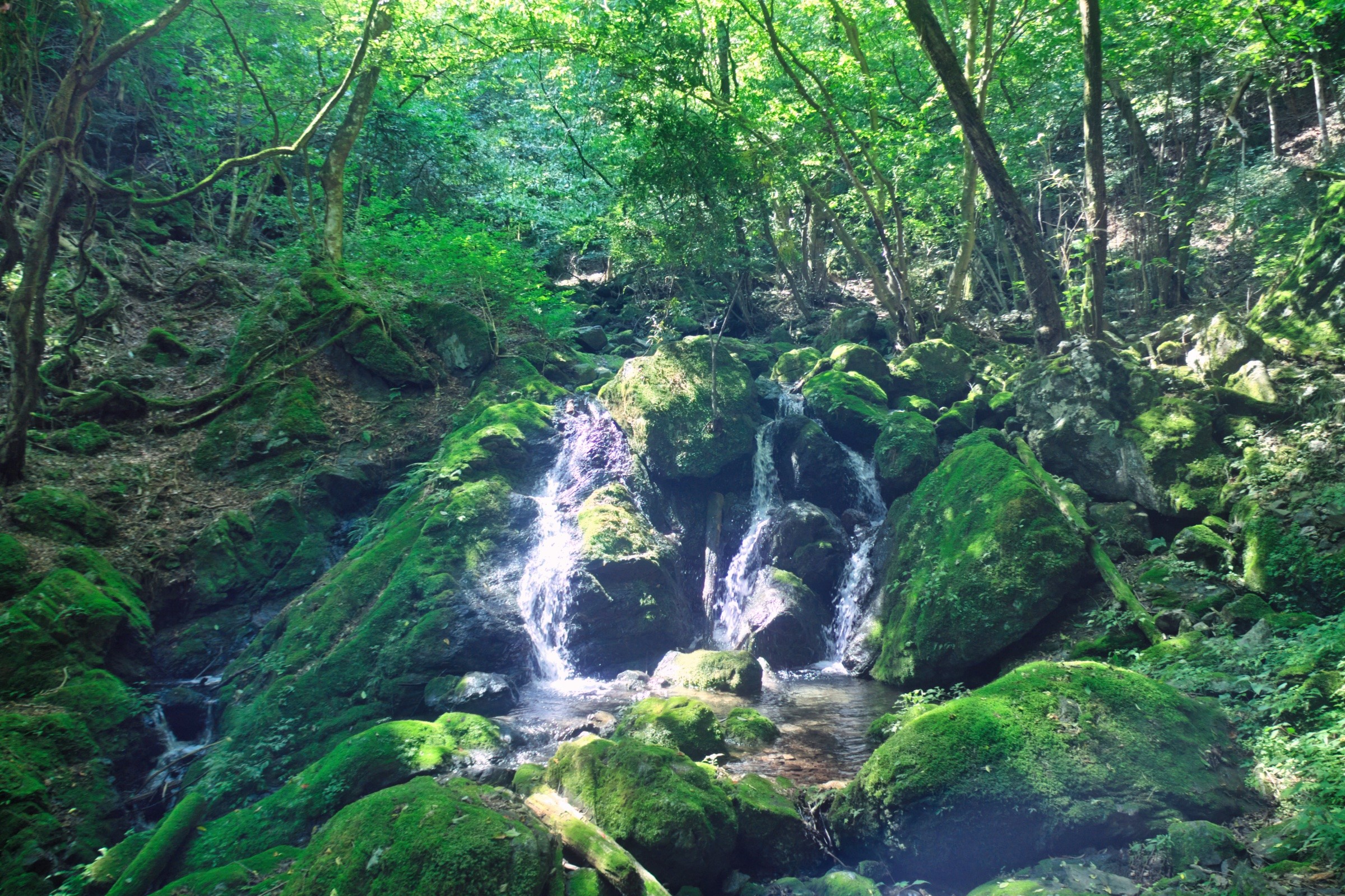 Dynamic picture of a cyclist riding downhill