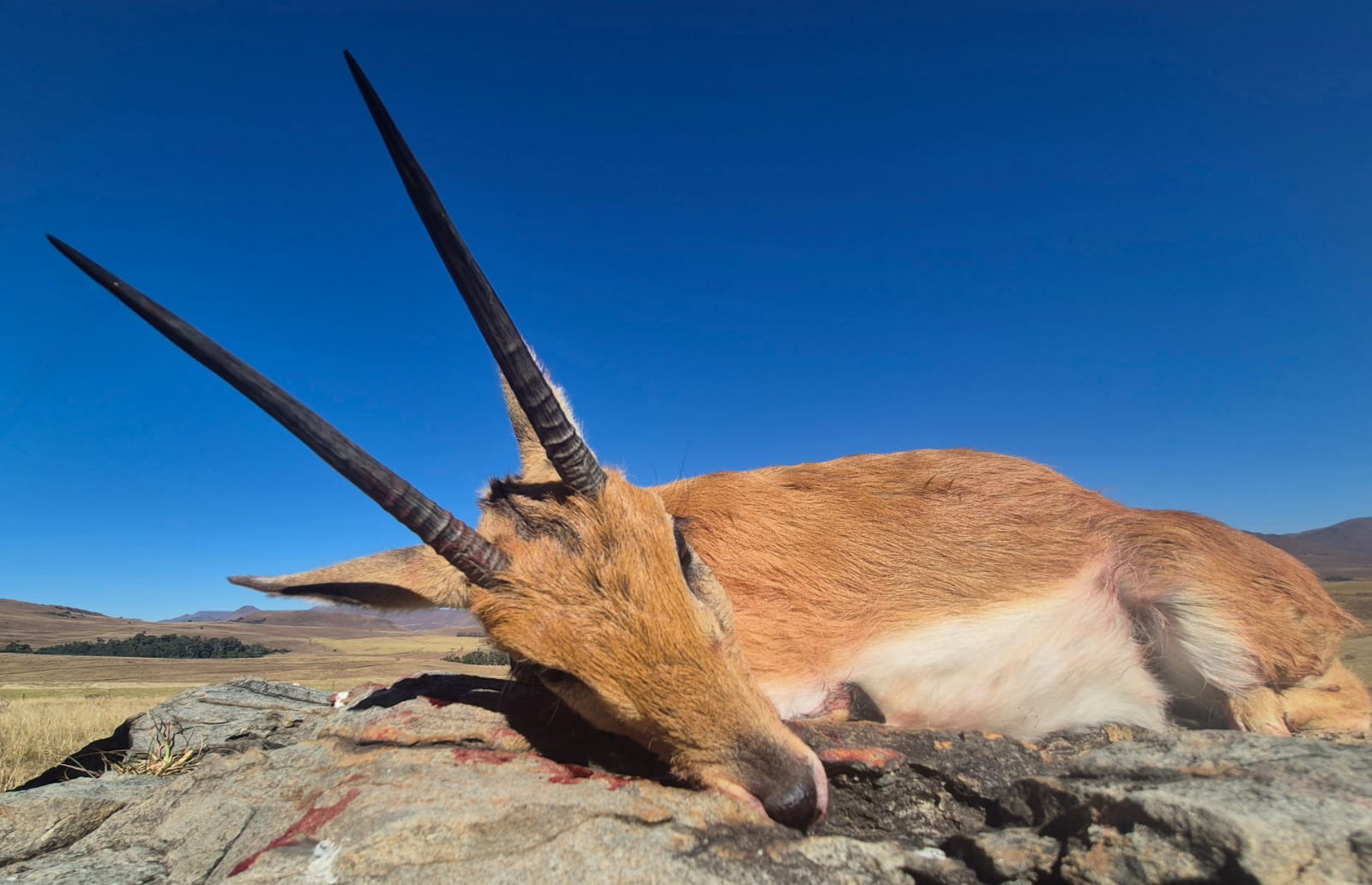 Gilson Hunting Safaris gallery photo 10