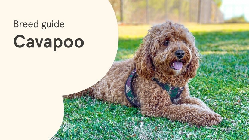 A golden Cavapoo with a curly coat lies on a green lawn with tongue out, alongside a "Breed guide: Cavapoo" text graphic on a cream background.