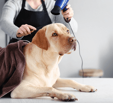 A light-colored dog lying calmly on a grooming table while a groomer works on its fur.