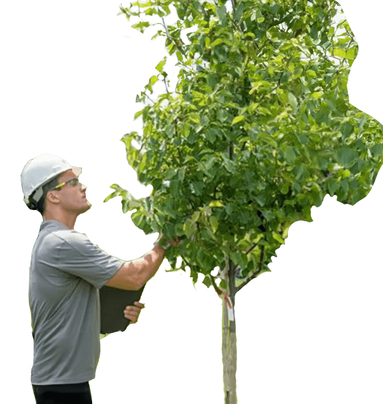 Tree Disease Diagnosis Service