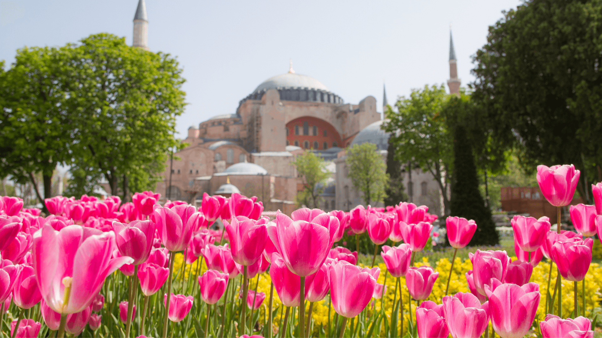 Pink tulips in full bloom with Hagia Sophia in the background, Istanbul spring garden scene, vibrant flowers and historic architecture, Türkiye travel destination
