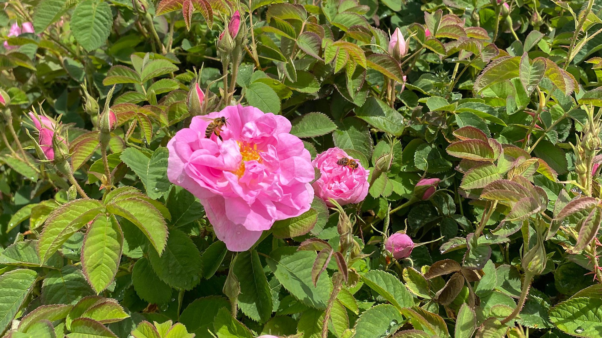 Biodiversity Preservation