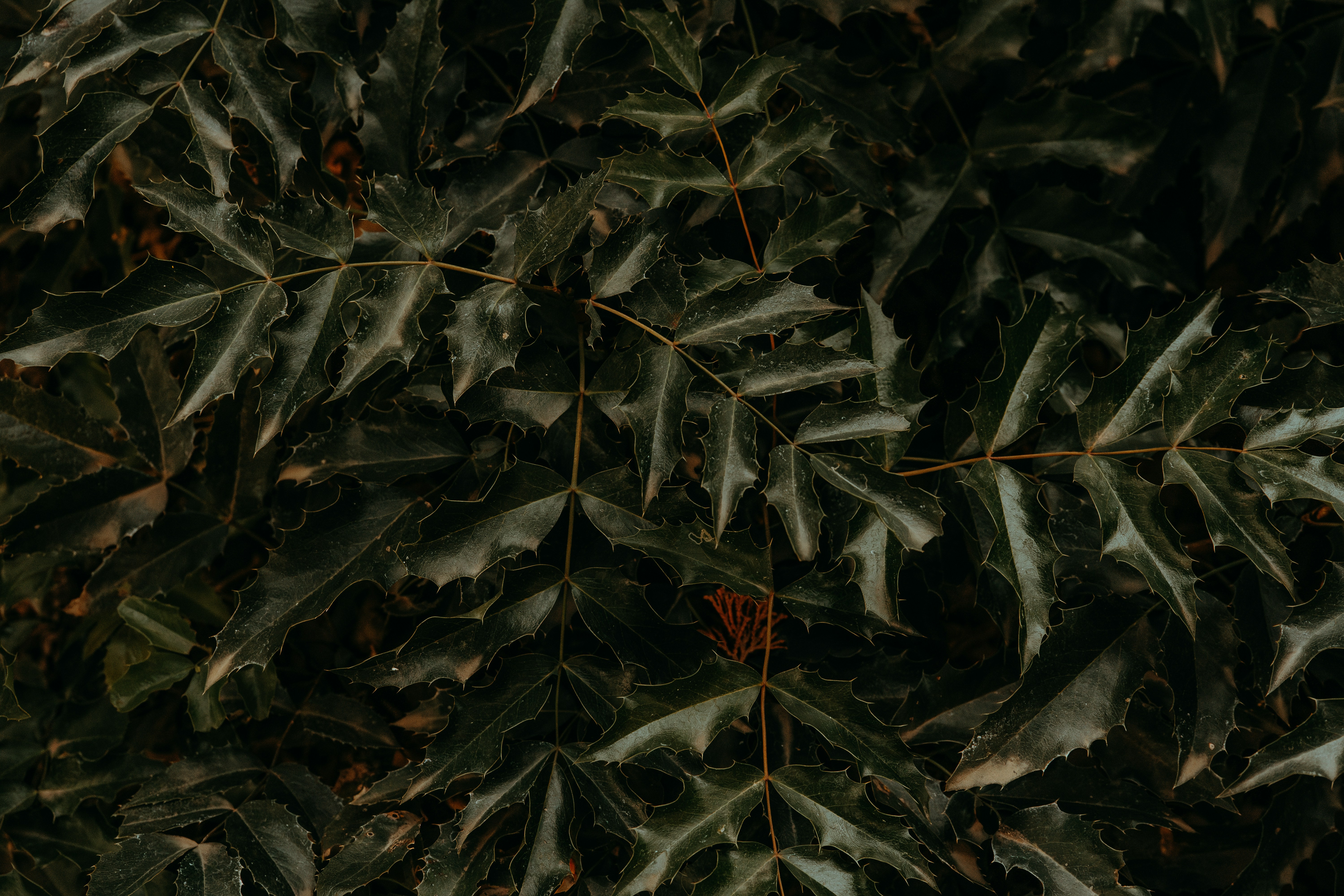 Dark green spiky leaves of a plant