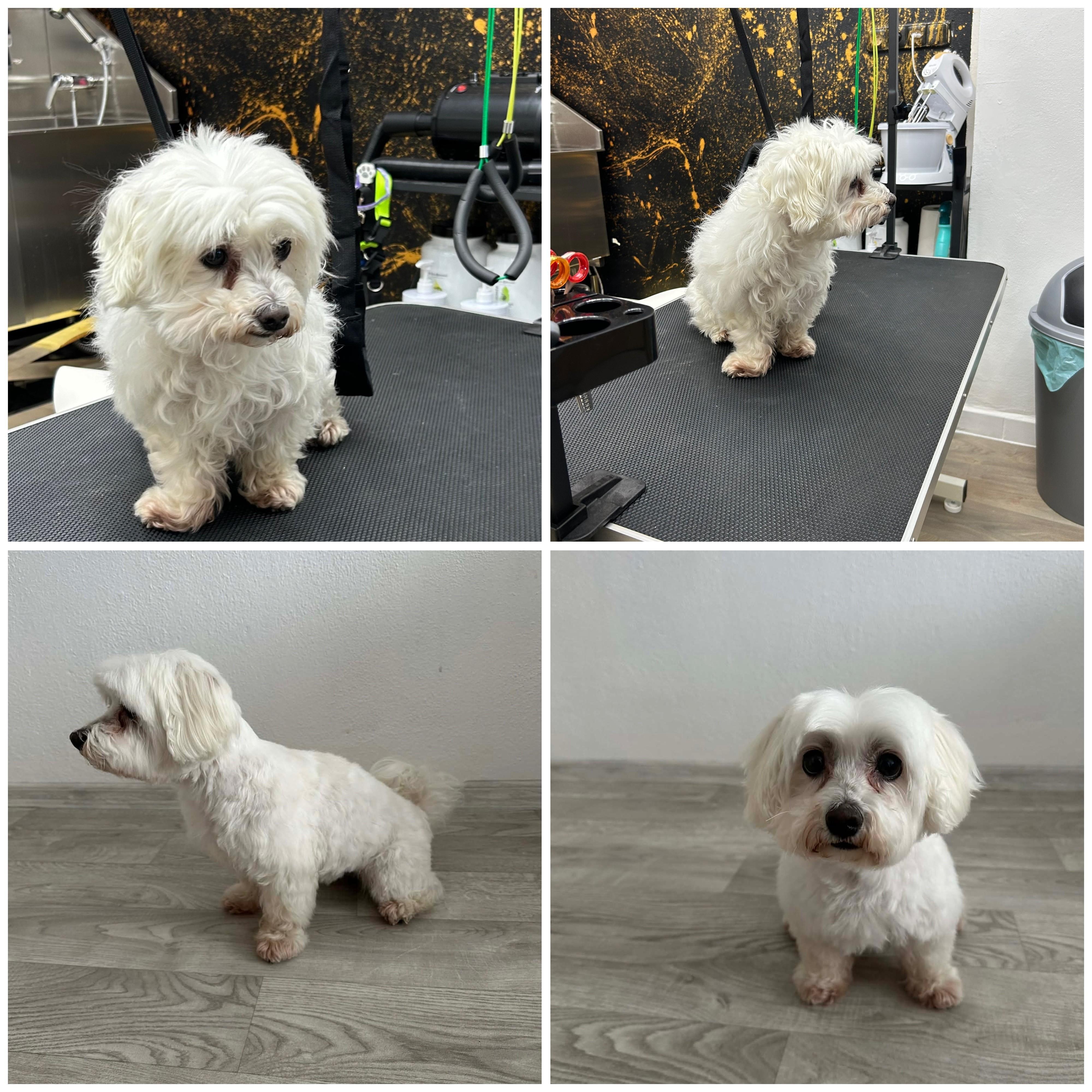 Profesionální interiér psího salonu se stolem pro stříhání, úložným prostorem a vybavením pro péči o domácí mazlíčky.