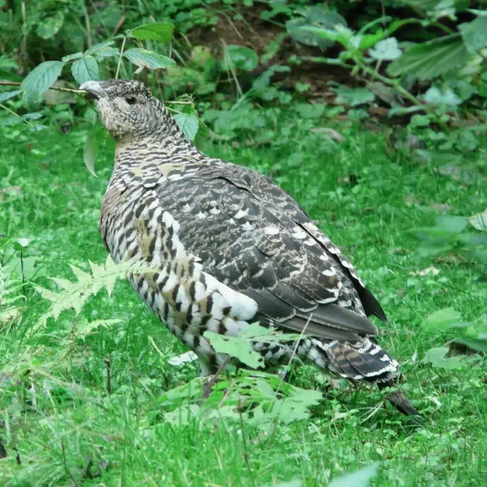 Ein Auerhuhn steht im lichten Wald des Schwarzwalds.