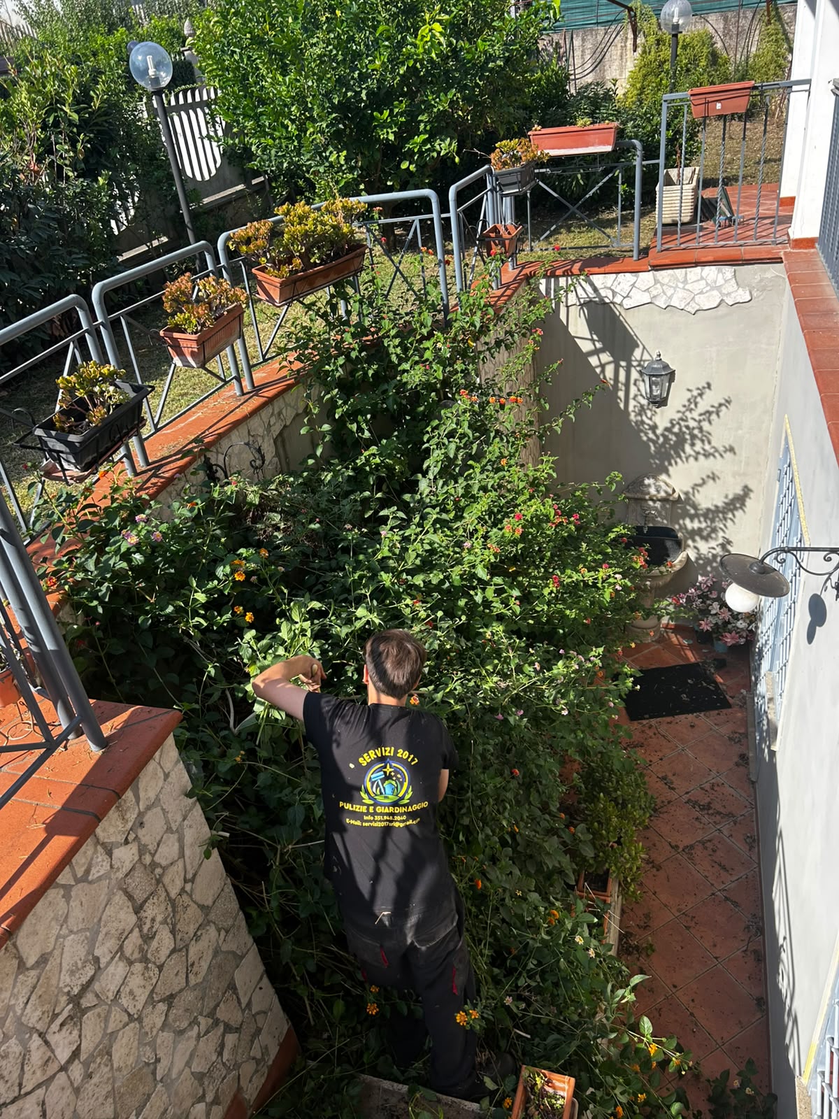 bouganville sistemata da operatore in villa privata