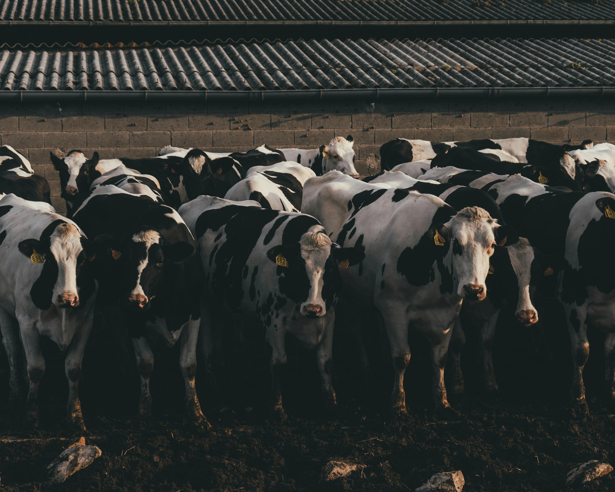 Uso de bicarbonato de sodio en dietas de vacas lecheras