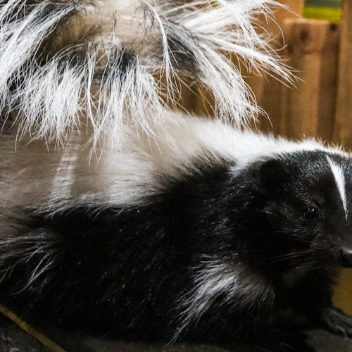 Acuario Michin Puebla