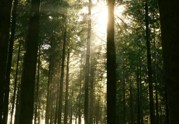 the sun is shining through the trees in the forest