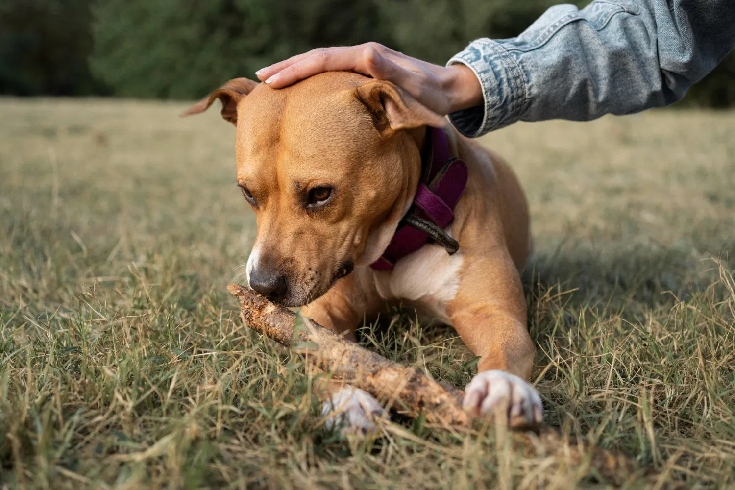 a close up of a person feeding a dog