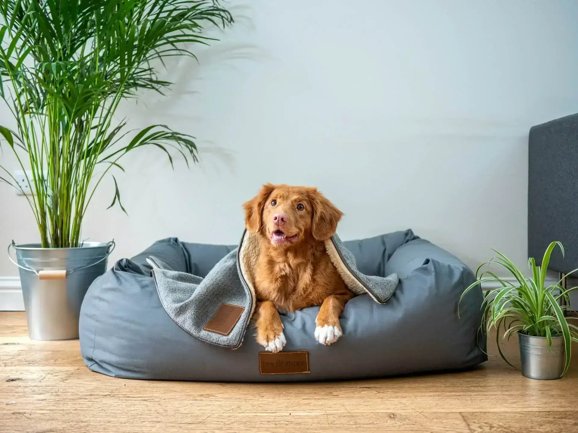 oranger hund drinnen auf grauem sitzsack laechelt in die kamera