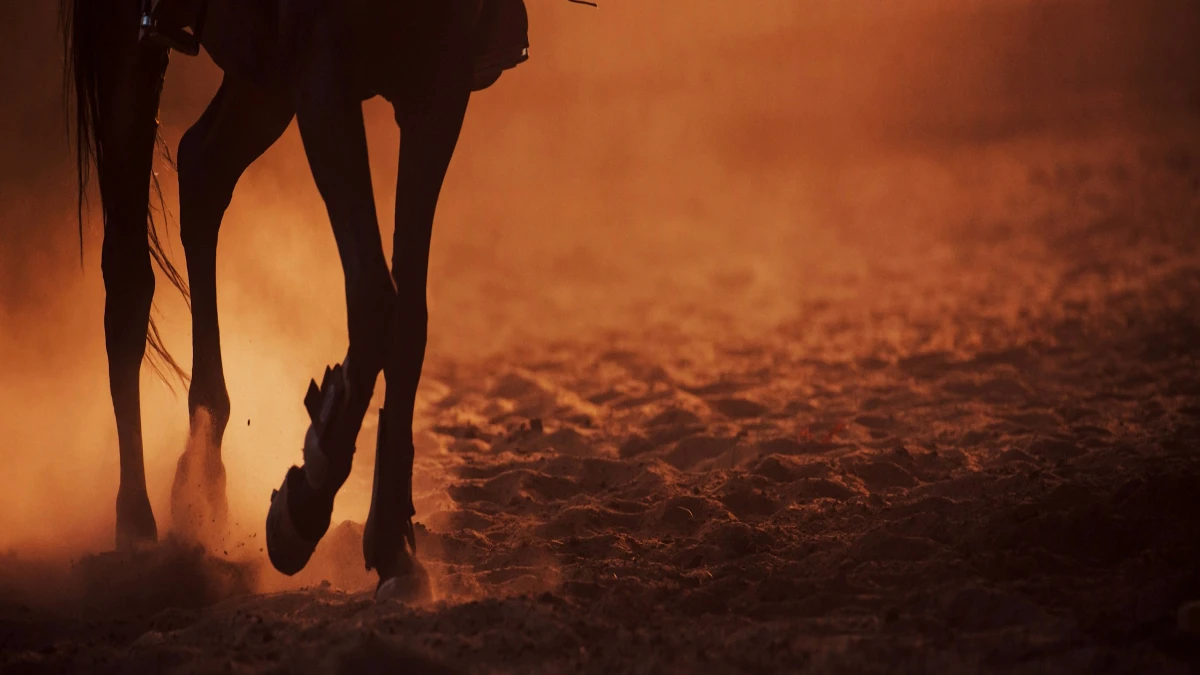 Horse agility training in horse arena