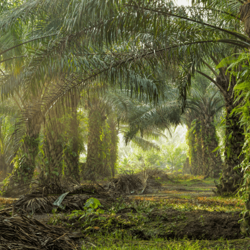 PRESICA oil palm application visual