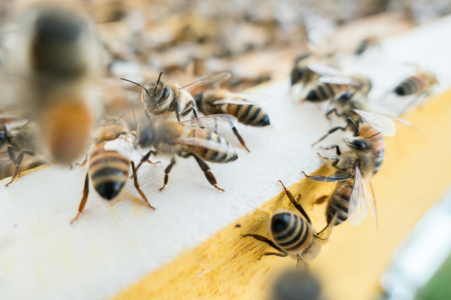 Bees gathering around wood