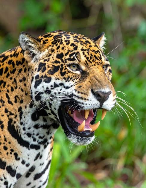 Jaguar