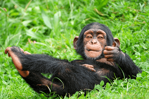 chimpanzee in grass