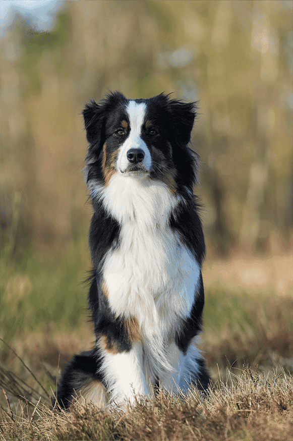 Mobile Tierphysiotherapie & TierheilpraxisKreis Heinsberg · Kreis Viersen · Mönchengladbach