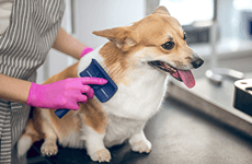 A corgi standing on a grooming table as a groomer wearing pink gloves brushes its fur.