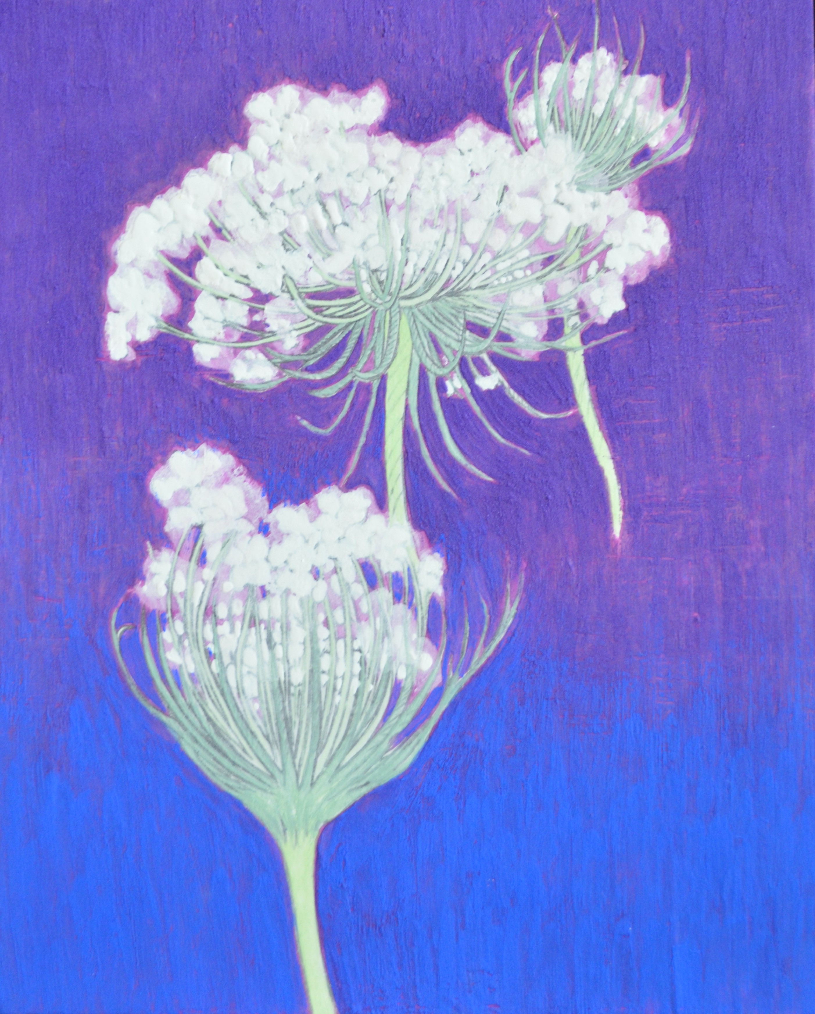 Didiscus 3