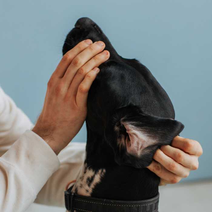 Draudzīga veterinārārste pārbauda suņa zobus uz vietas