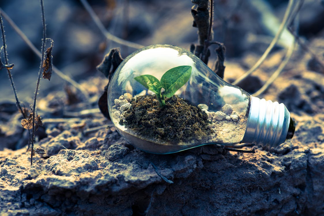 Free A small plant sprouts in soil inside a light bulb, symbolizing eco-friendly and sustainable growth. Stock Photo