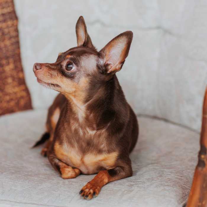 Mājdzīvnieka pārbaude mājas apstākļos