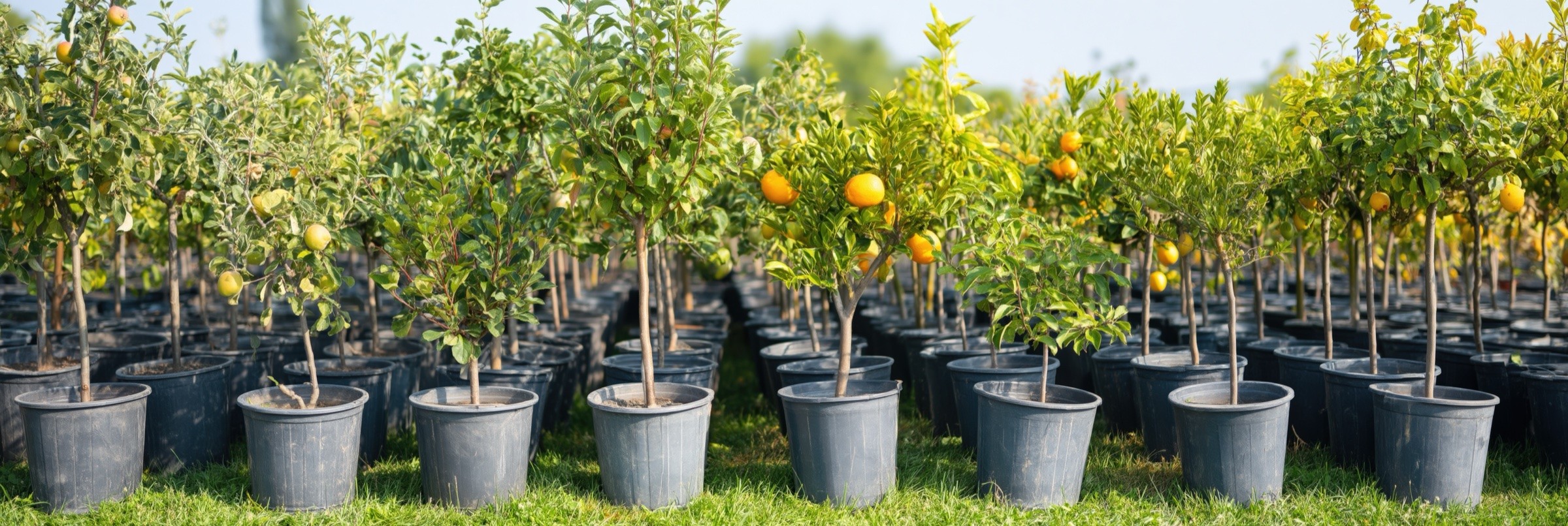Reihen junger Obst- und Zitrusbäume in schwarzen Containern auf einer Baumschulfläche