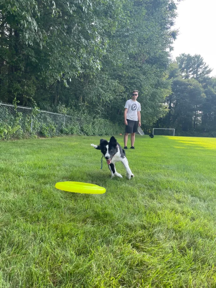 dog playing frisbee