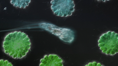 isomorpic labs