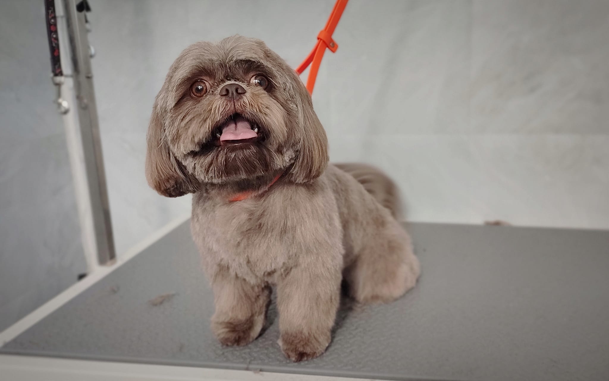 Getrimde ragdoll kat