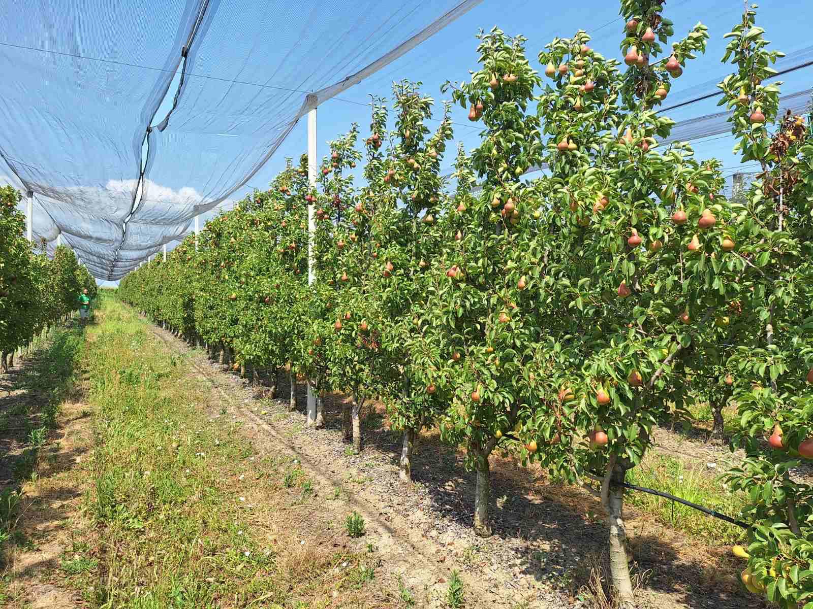 Modern pear orchard with trellis system, B2B export.