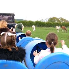 Visitors on farm tractor tour observing cattle grazing in green pasture, rural countryside tourism experience