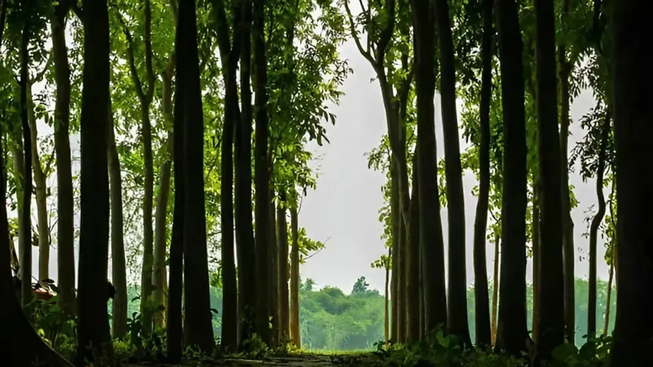 Mahogany Tree&nbsp;Farming (2).webp