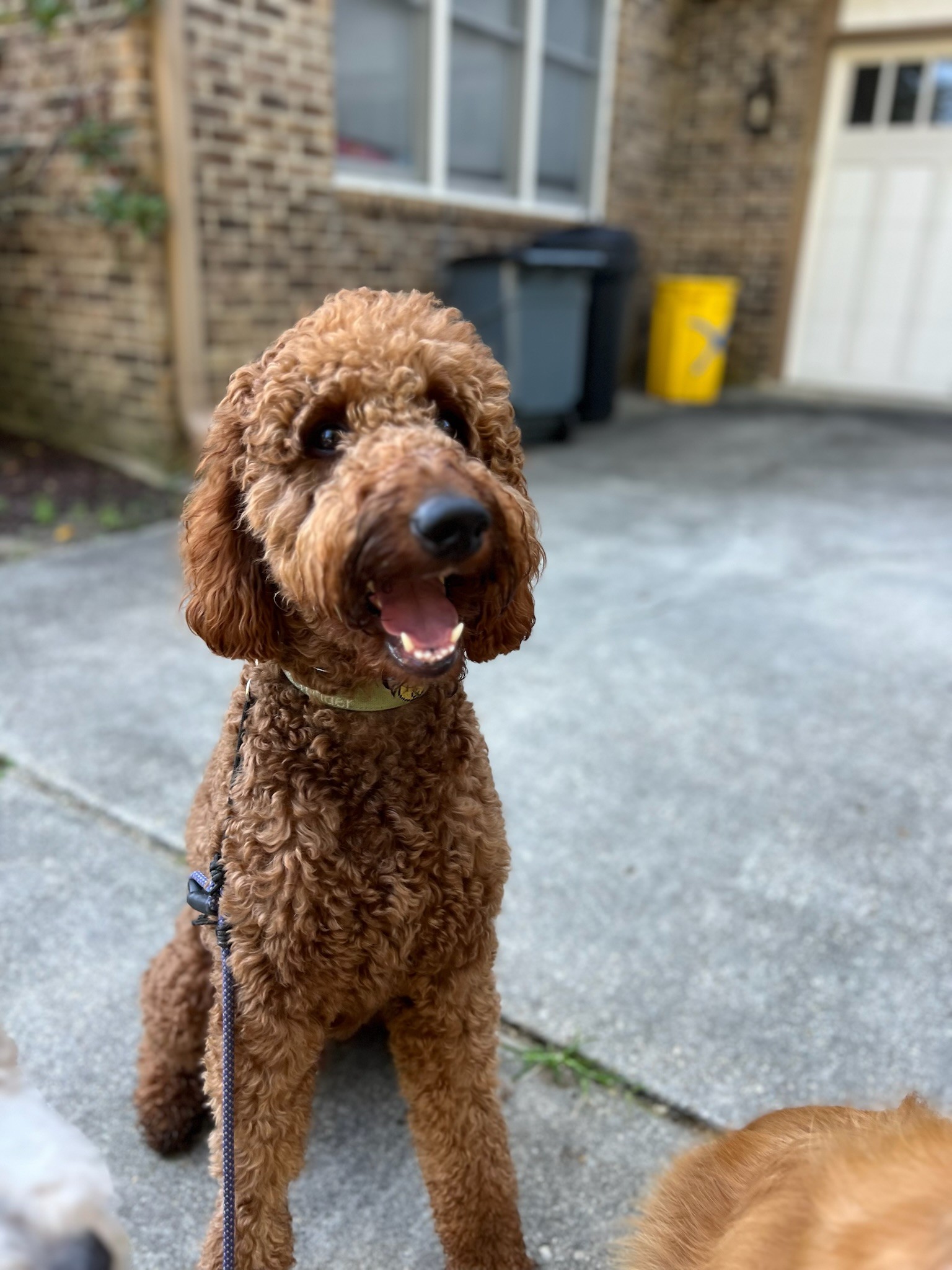 Happy goldendoodle on leash in residential driveway, dog boarding Orange County