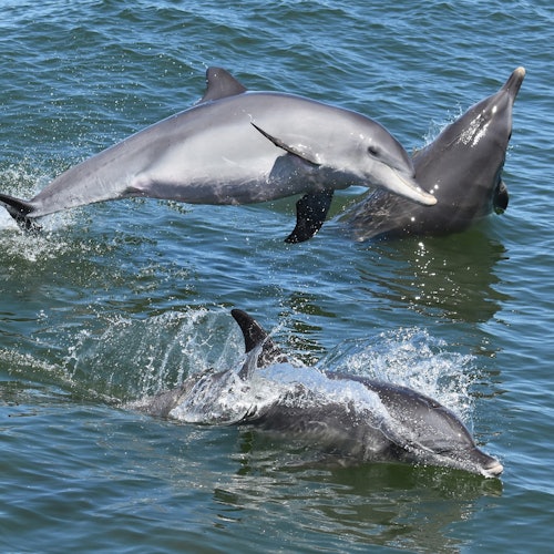 Indo-Pacific Bottlenose Dolphins