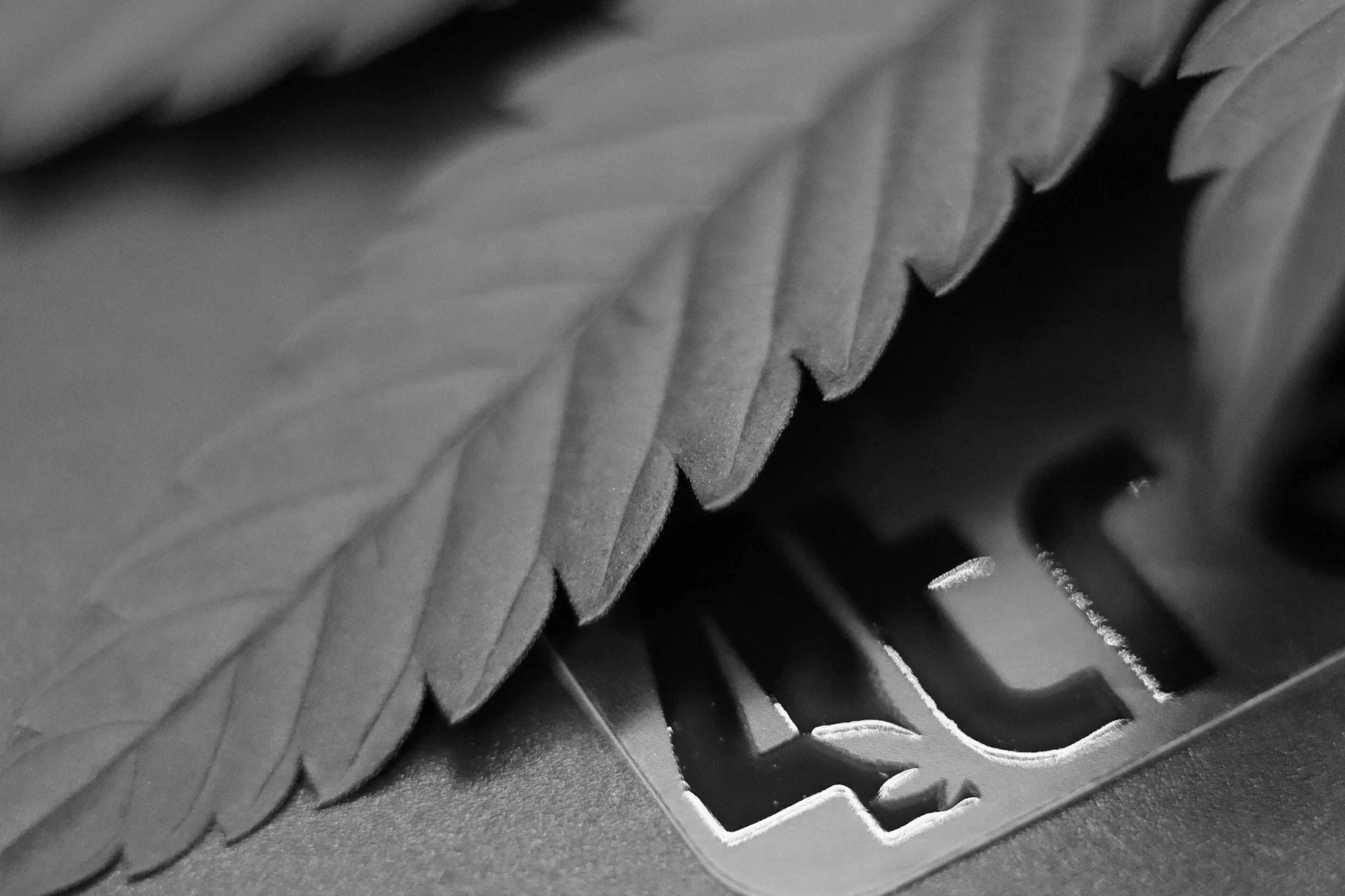 4trees cannabis building business card under a cannabis leaf