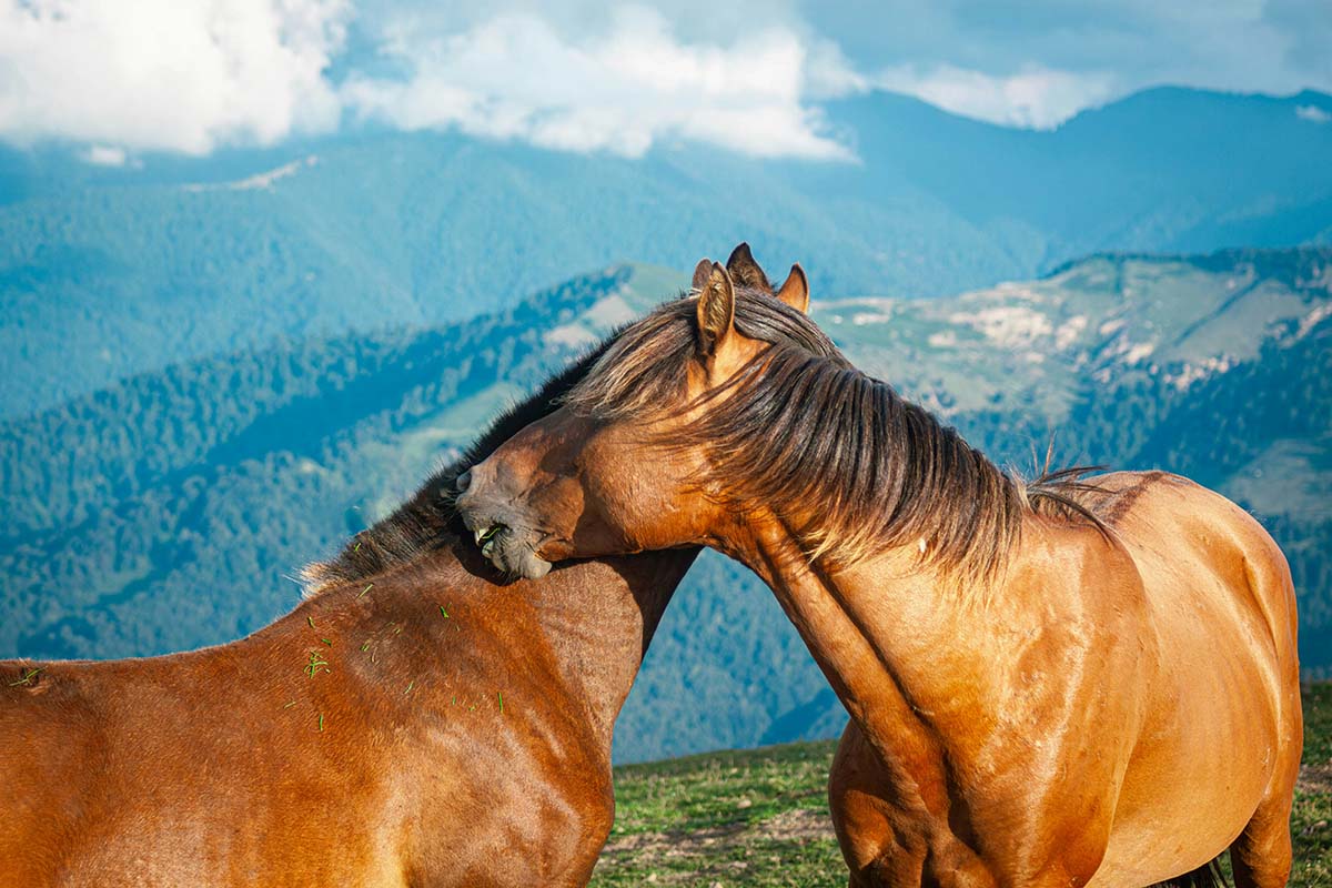 two horses cuddle against a mountain backdrop