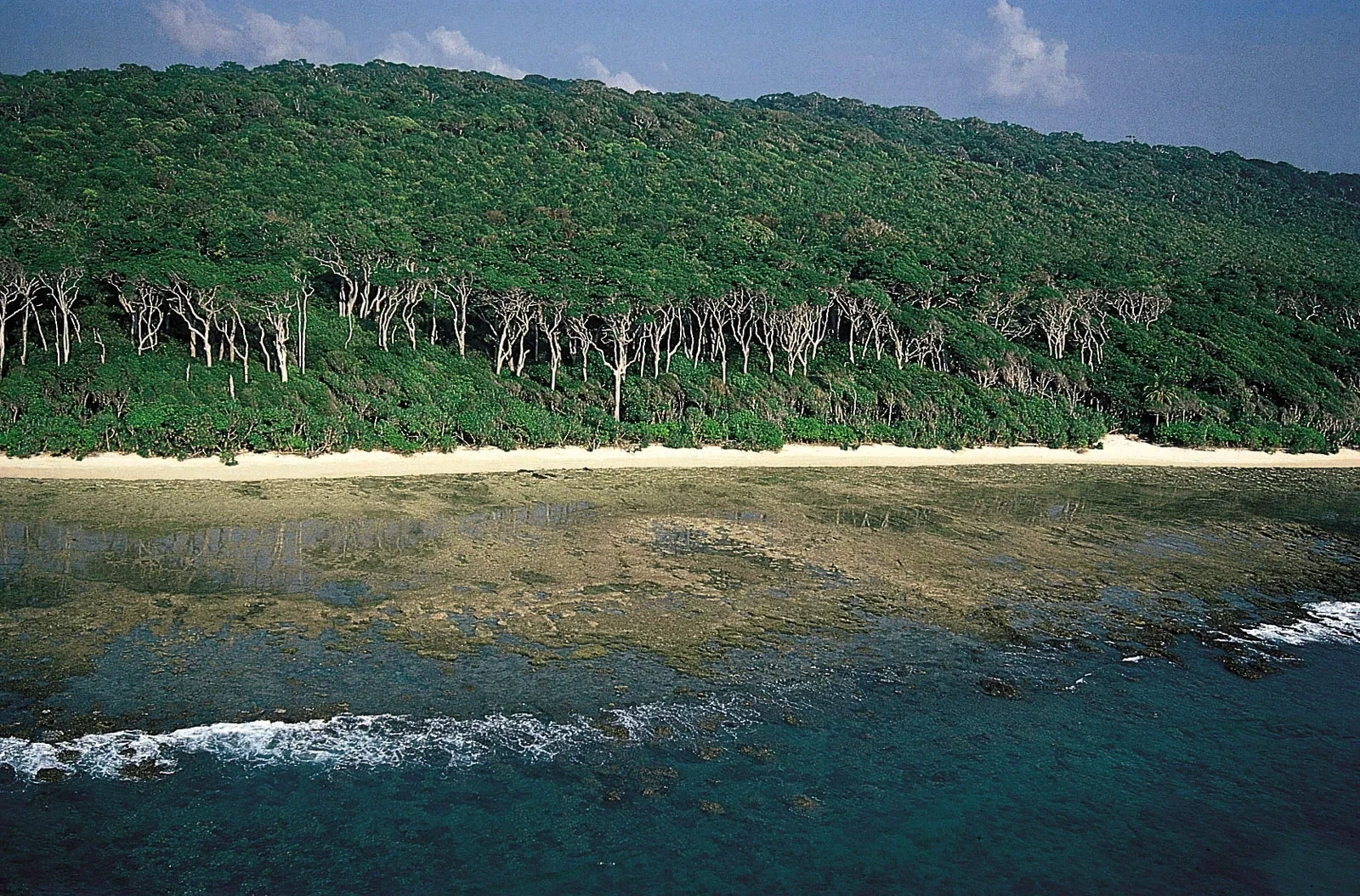 Tropical forest by shoreline