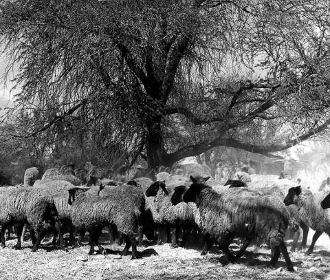 Proyecto forestación y ganadería Pampa del Tamarugal, Norte Grande.
